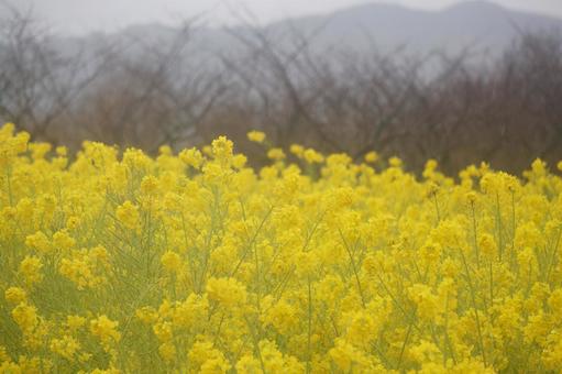 Rape blossoms, JPG Rape blossoms, JPG
