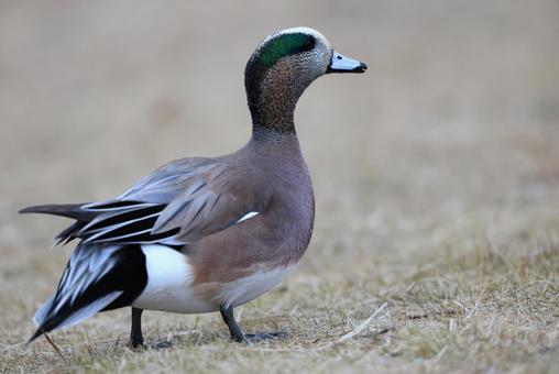 アメリカヒドリの写真