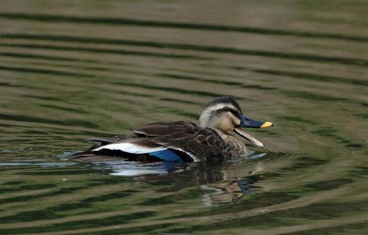 カルガモ[Anas poecilorhyncha]の写真