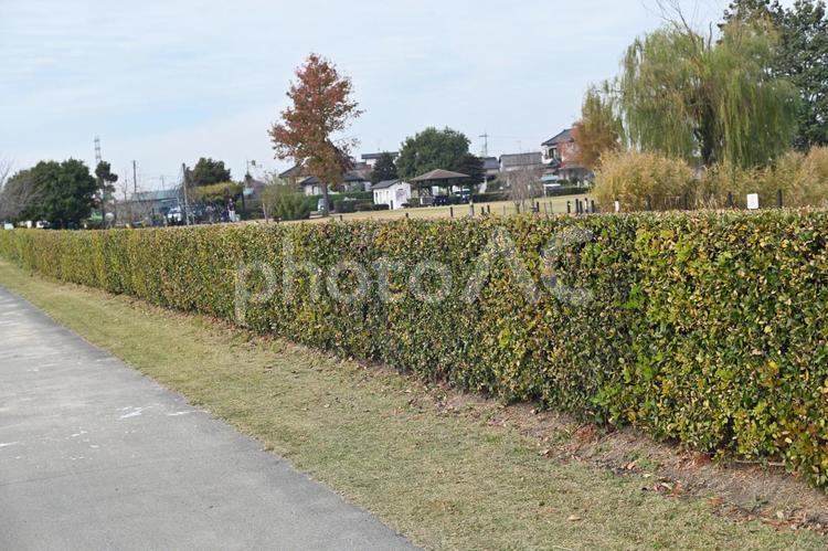 公園の垣根 植物,11月,屋外での写真素材
