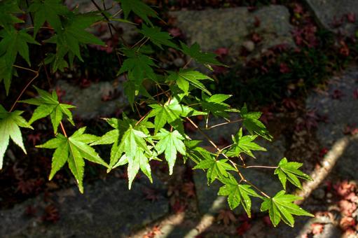 秋の木陰の紅葉 秋,初秋,枯葉の写真素材