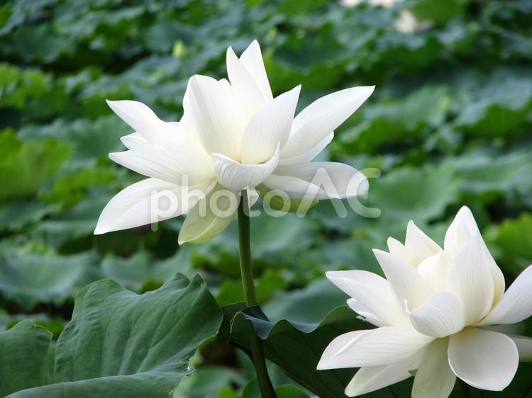 蓮24　ハス　はす　花　夏 蓮,ハスの花,厳かの写真素材