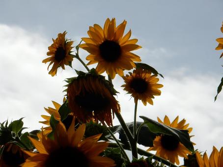 【花の写真】ヒマワリ(向日葵) 【花の写真】ヒマワリ(向日葵)の写真