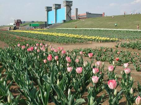 チューリップ・Tulips チューリップ・Tulipsの写真
