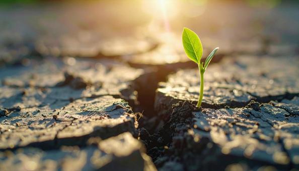ひび割れた大地から芽生える新芽の写真