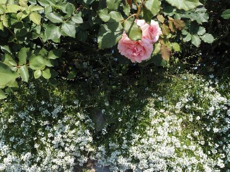 薔薇 薔薇の写真