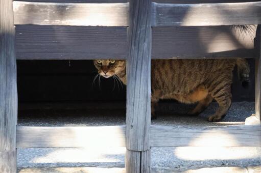 軒先の下から覗くトラ猫のいる風景 軒先,下,覗くの写真素材