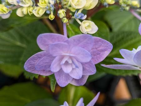 紫陽花のアップ 紫陽花のアップの写真