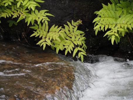 水の流れ 公園のせせらぎ① 水の流れ 公園のせせらぎ①の写真