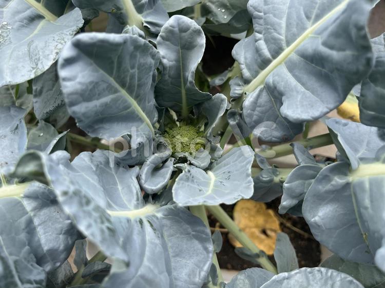 ブロッコリーの花の実 野菜,ブロッコリー,ベランダ栽培の写真素材