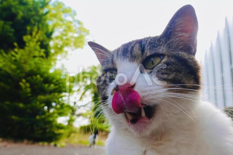 舌を出すキジシロ猫 舌,ネコ,のらねこの写真素材