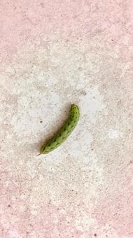 エビガラスズメ(蛾）の幼虫の写真