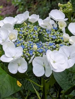 アジサイの花 アジサイの花 紫陽花,花,花木の写真素材