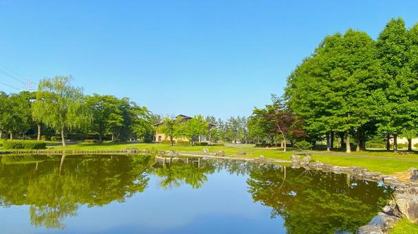朝の北部公園(金沢市):20 朝の北部公園(金沢市):20 公園,春,夏の写真素材