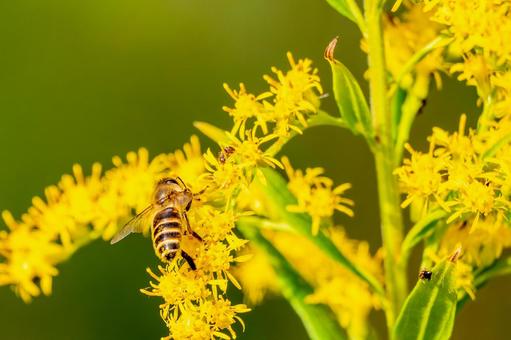 ミツバチとセイタカアワダチソウ⒂ ミツバチとセイタカアワダチソウ⒂の写真