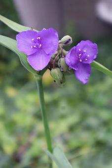 トラデスカンチアム ムラサキツユクサ,花,自然の写真素材