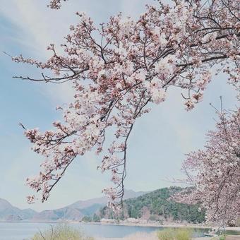 桜 桜の写真