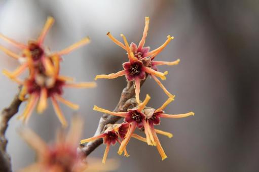 マンサク・満作　マクロ 花木,リボン状,ねじれの写真素材
