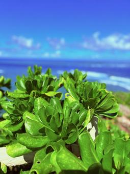海 海 海,夏,風景の写真素材