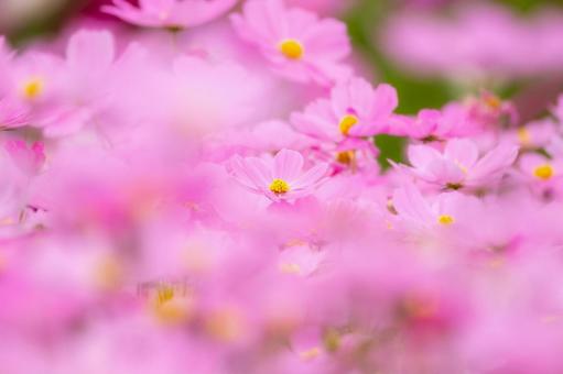 コスモス(64) 花,コスモス,アキザクラの写真素材