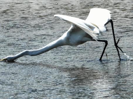 魚を獲るダイサギ 魚を獲るダイサギ 鳥,野鳥,ダイサギの写真素材