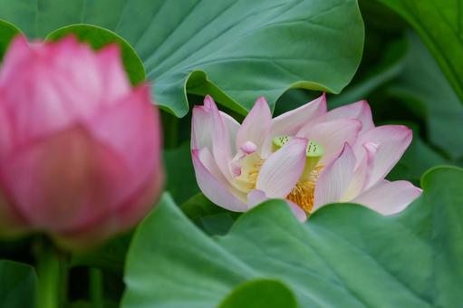 蓮 蓮 蓮,ハス,上野公園の写真素材