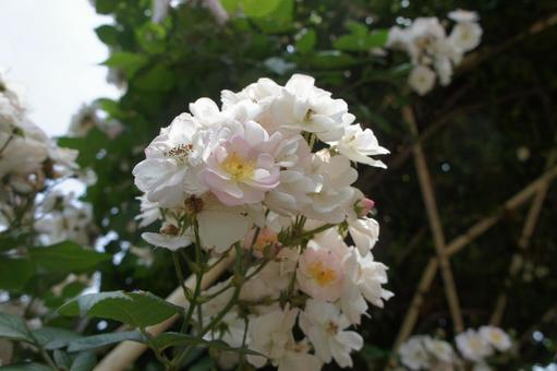 ばら ばら ばら,薔薇,花の写真素材