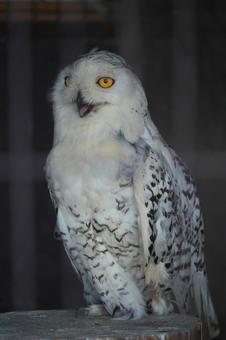 びっくり顔のシロフクロウ びっくり顔のシロフクロウ シロフクロウ,梟,鳥の写真素材