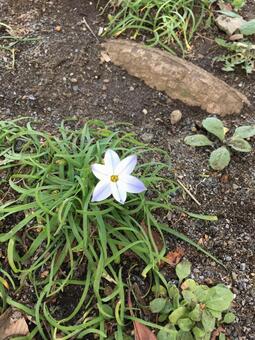 道端の花の写真