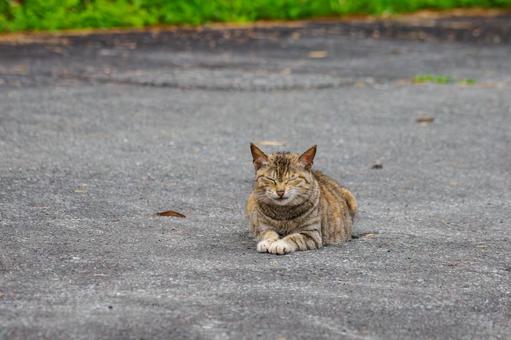 猫(126) 猫(126)の写真