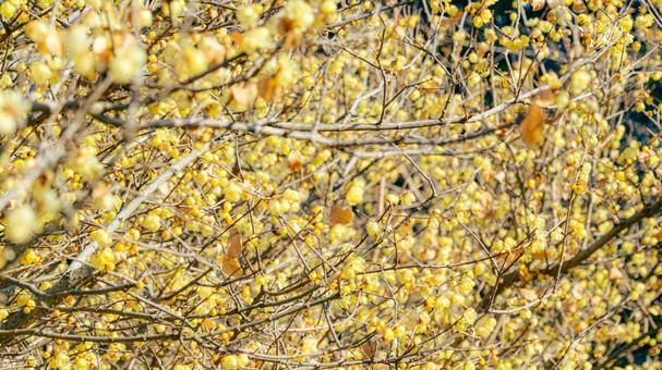 ロウバイの花 ロウバイ,蝋梅,黄色の写真素材