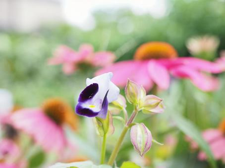 花とつぼみの写真