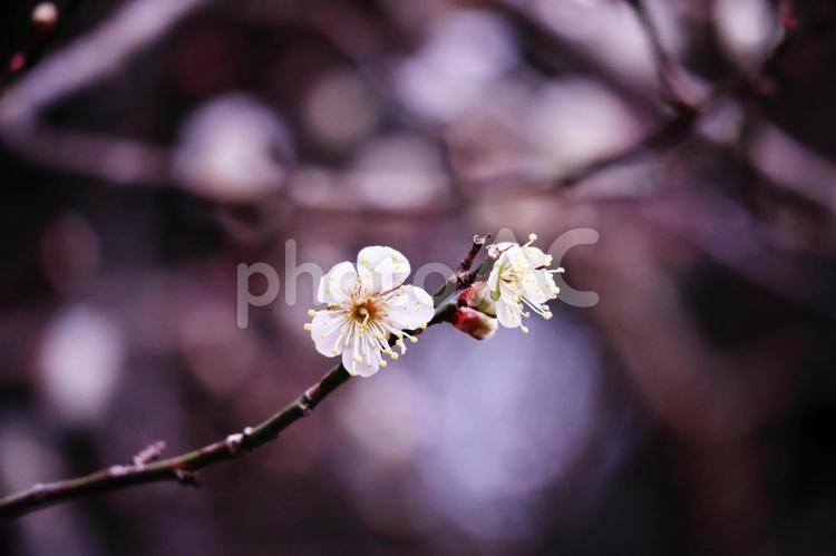 春の訪れを告げる美しい梅の花 花,梅,植物の写真素材