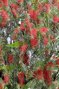 植物 ブラシノキ 植物 ブラシノキ ブラシノキ,春,5月の写真素材