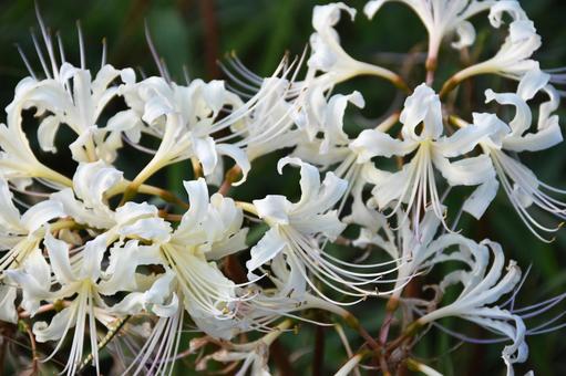Red spider lily, JPG Red spider lily, JPG