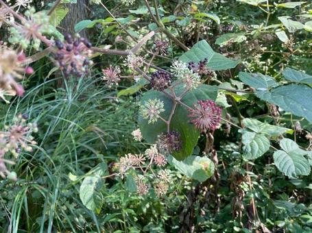 ウドの花 球状 天ぷら 山菜 ウドの花 球状 天ぷら 山菜の写真