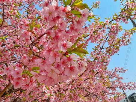 桜 桜の写真