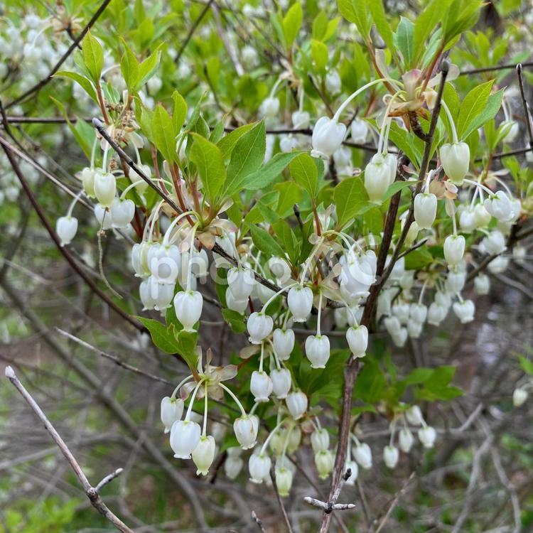 ドウダンツツジ ドウダンツツジ,白,花の写真素材