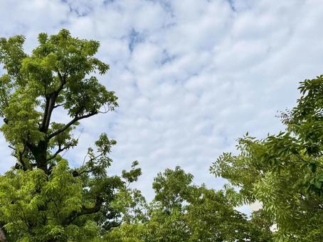 6月の曇り空 6月の曇り空 空,自然,枝の写真素材