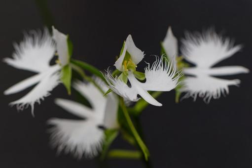 白鷺のようなサギ草02 白鷺のようなサギ草02 サギソウ,花,花びらの写真素材