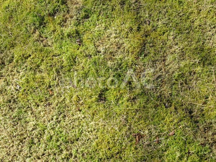冬場でも緑の残る一部の芝生 緑,地面,芝の写真素材