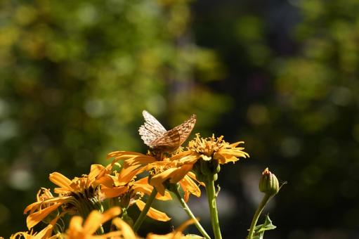 オレンジ色の花 オレンジ色の花の写真