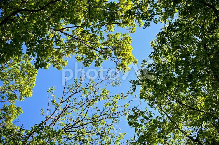 爽やかな新緑と青空 新緑,緑,木の写真素材