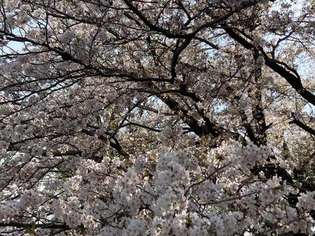 桜の写真 さくら,サクラ,春の写真素材