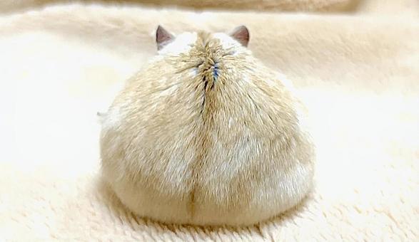 イエロージャンガリアンのハムケツ3 イエロージャンガリアンのハムケツ3の写真