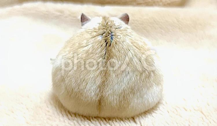 イエロージャンガリアンのハムケツ3 ハムケツ,後ろ姿,イエロージャンガリアンの写真素材