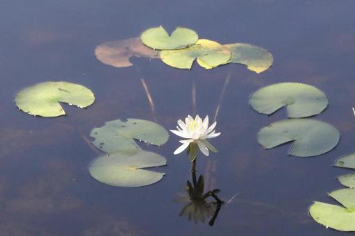 Water lily pond, JPG
