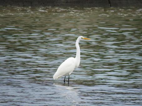 水辺に佇むダイサギ ダイサギ,野鳥,動物の写真素材