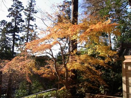 陽光を斜めから浴びる年明けの紅葉 陽光を斜めから浴びる年明けの紅葉 紅葉,木,樹木の写真素材