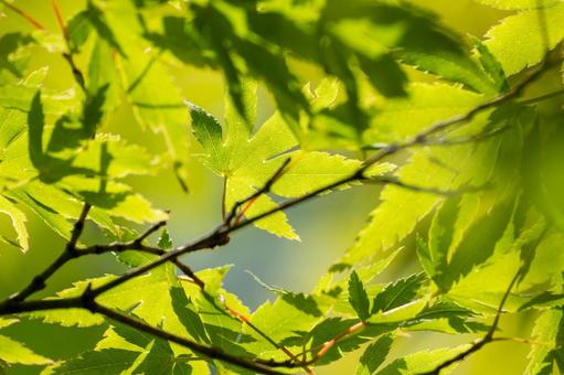 Maple leaves ⑾, JPG Maple leaves ⑾, JPG